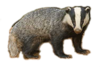 Badger PNG