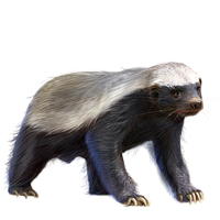 Badger PNG