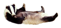 Badger PNG