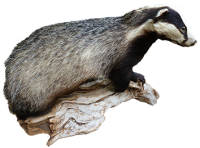 Badger PNG