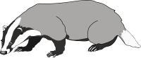 Badger PNG