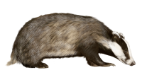 Badger PNG