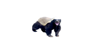 Badger PNG