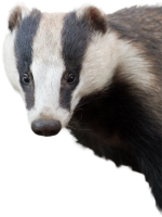 Badger PNG