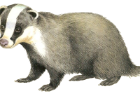 Badger PNG