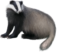Badger PNG